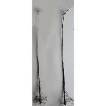 PORZECZKA czerwona na pniu W DONICY na tarasy - sadzonki 80 / 100 cm